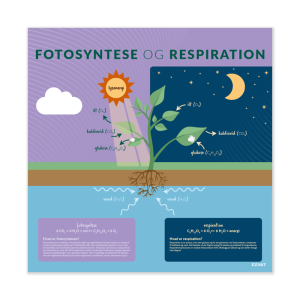 Fotosyntesen og respiration