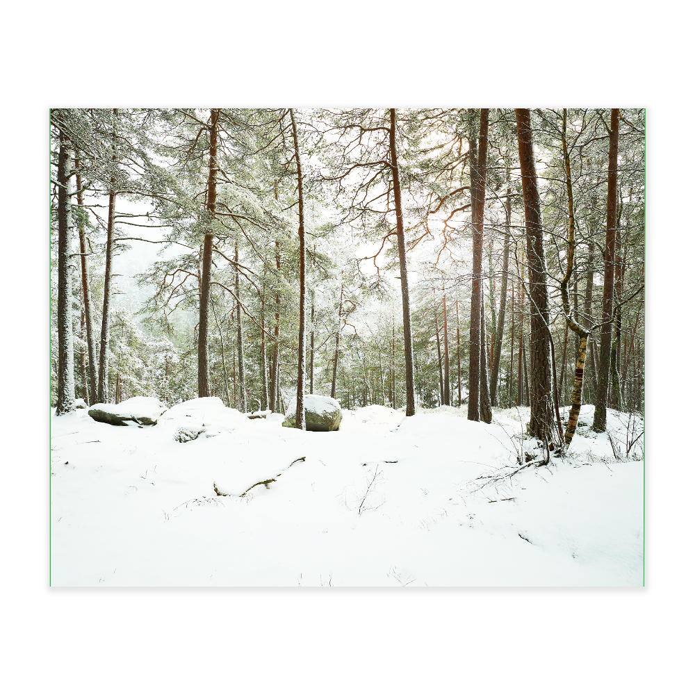 Akustikbillede - Skov - Billede 2